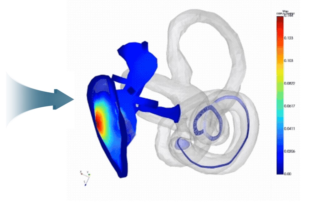 Whole-ear FE model and time-domain analysis
