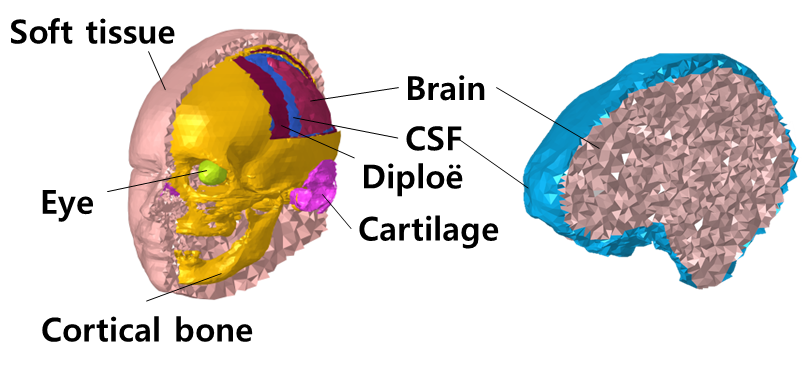 CSF simulation with a multiphysics head model