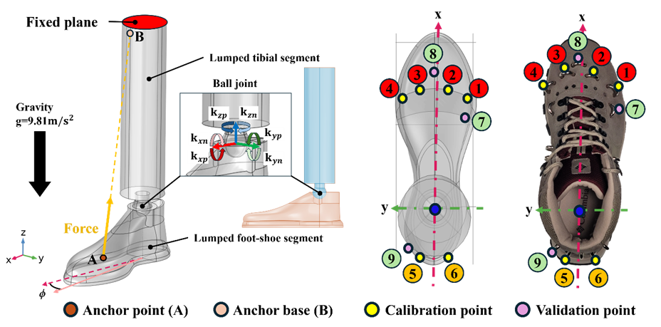 Ankle FE model for anchor-position optimization